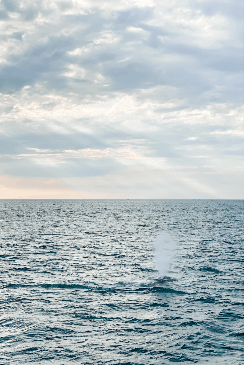 humpback whale spout blowhole cape cod 