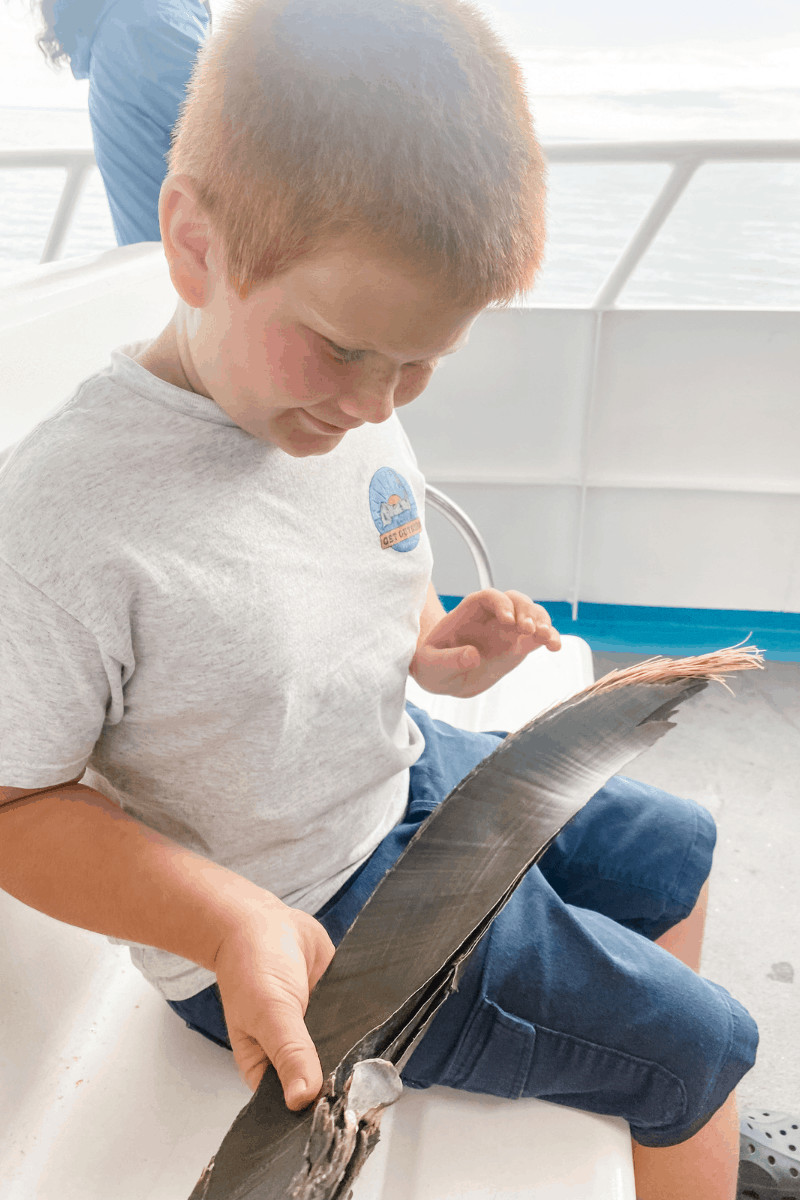 whale watch baleen humpback cape cod kids