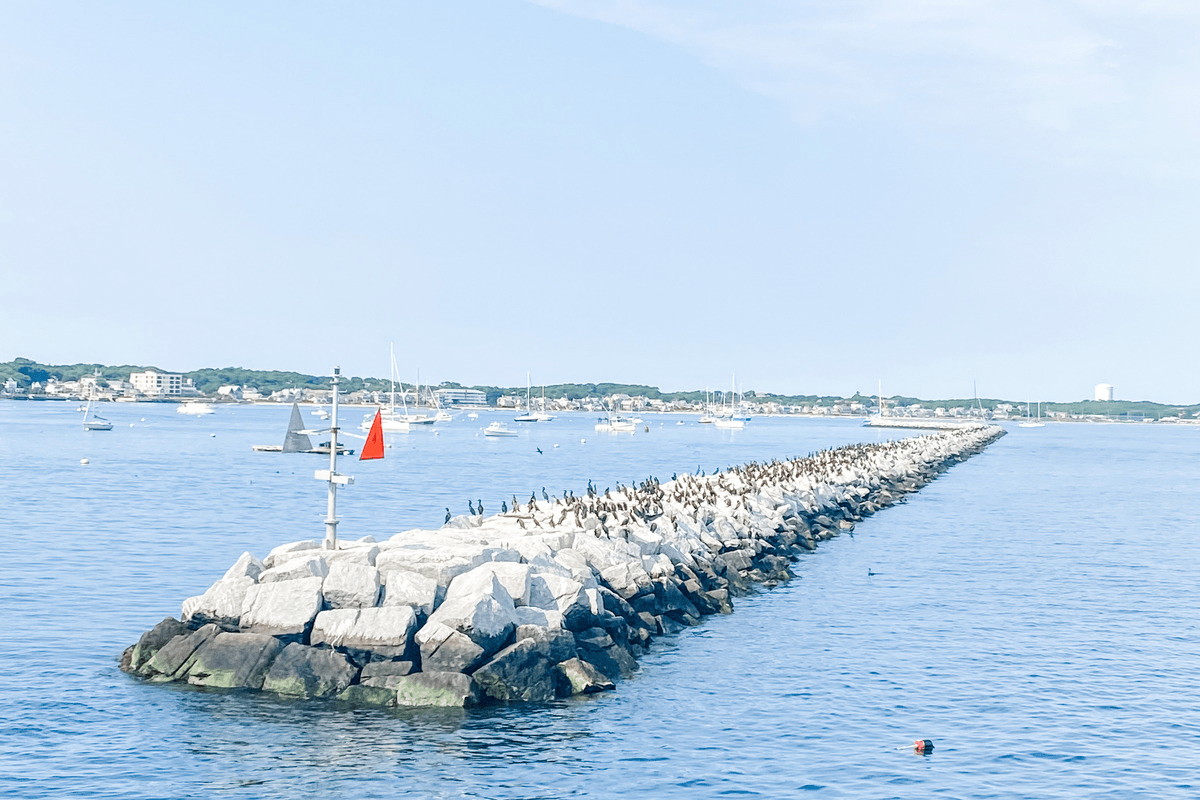 whale watch provincetown cape cod massachusetts boat adventure