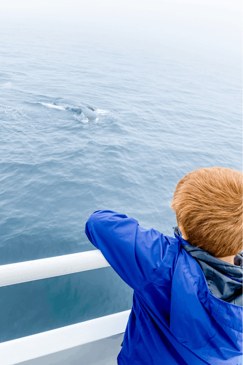 whale watch boat adventure ocean excursion cape cod 