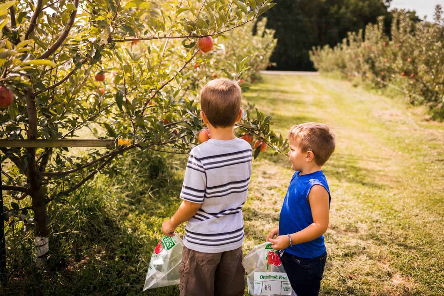 Tips for Apple Picking with Kids • RUN WILD MY CHILD