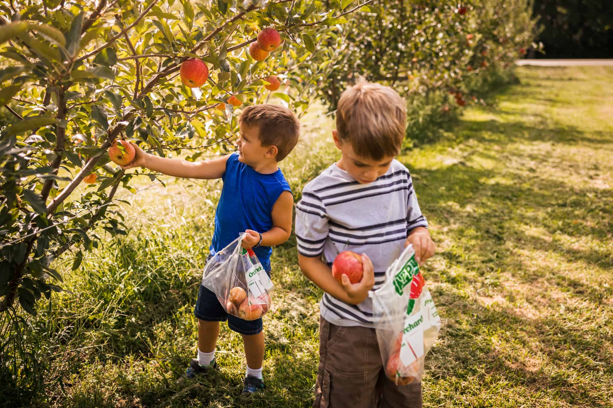 Two boys picking apples 