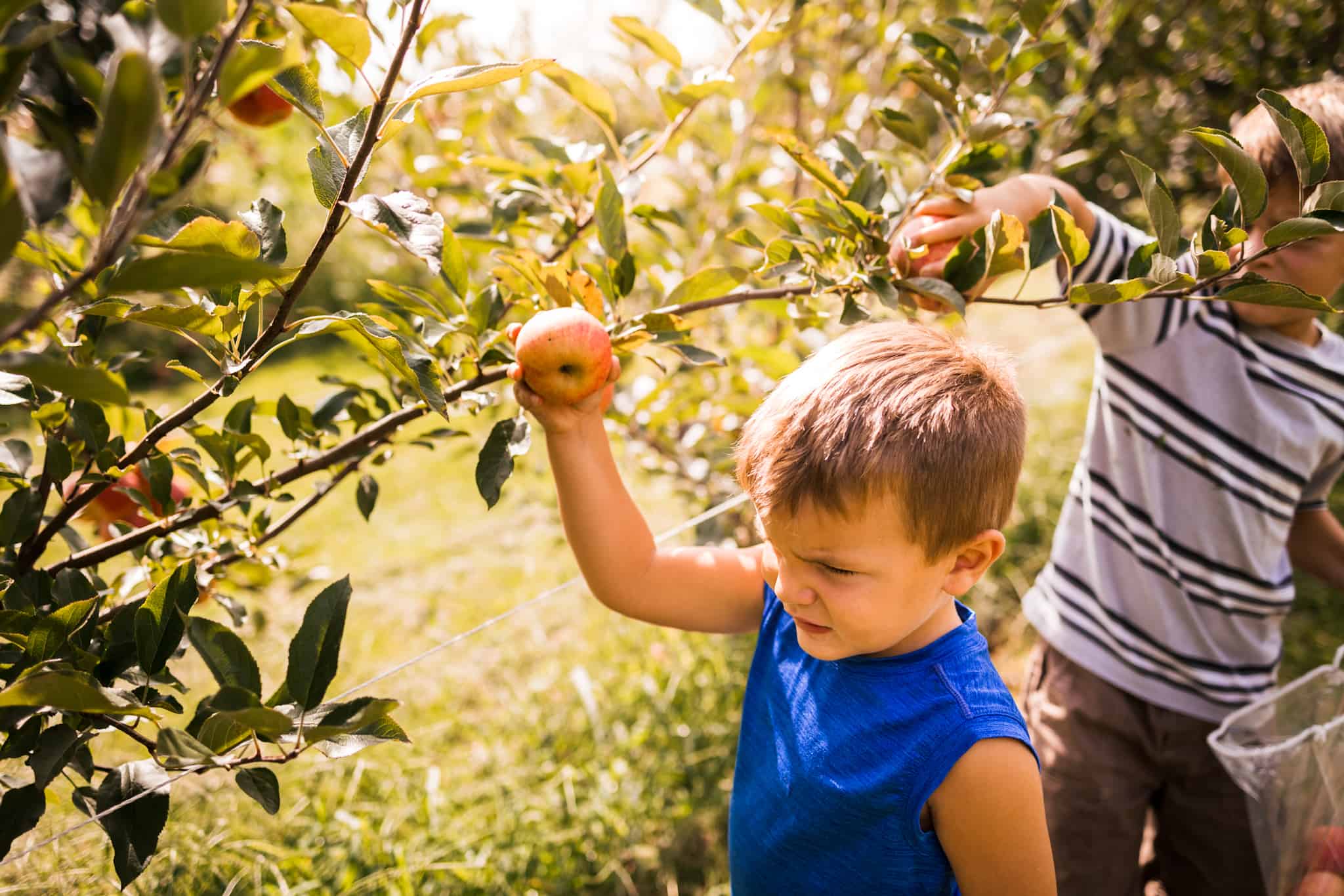 Boy in blue shirt picking apple