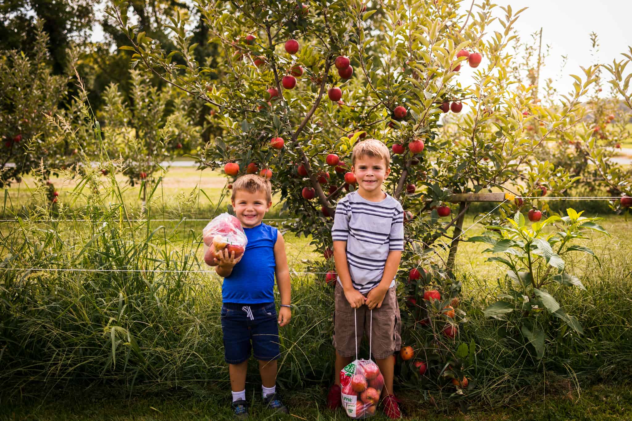 Two boys with bags of apples in front of an apple tree
