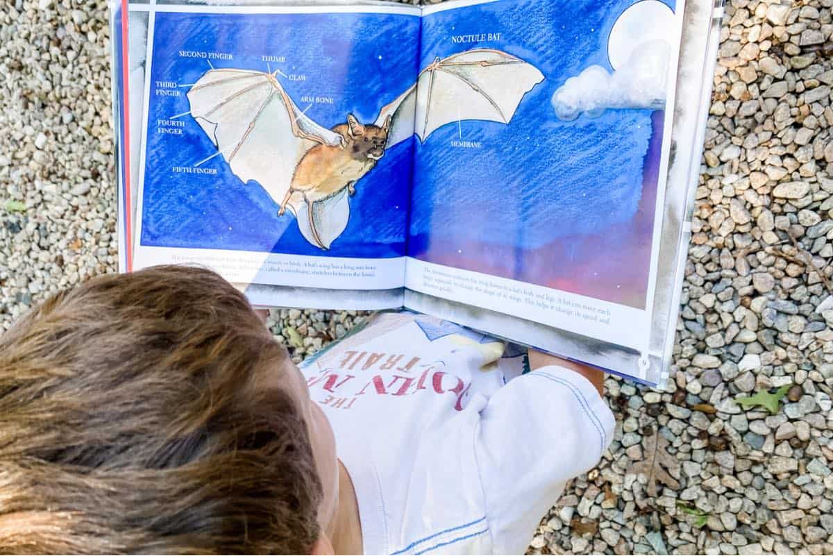 Reading about bats