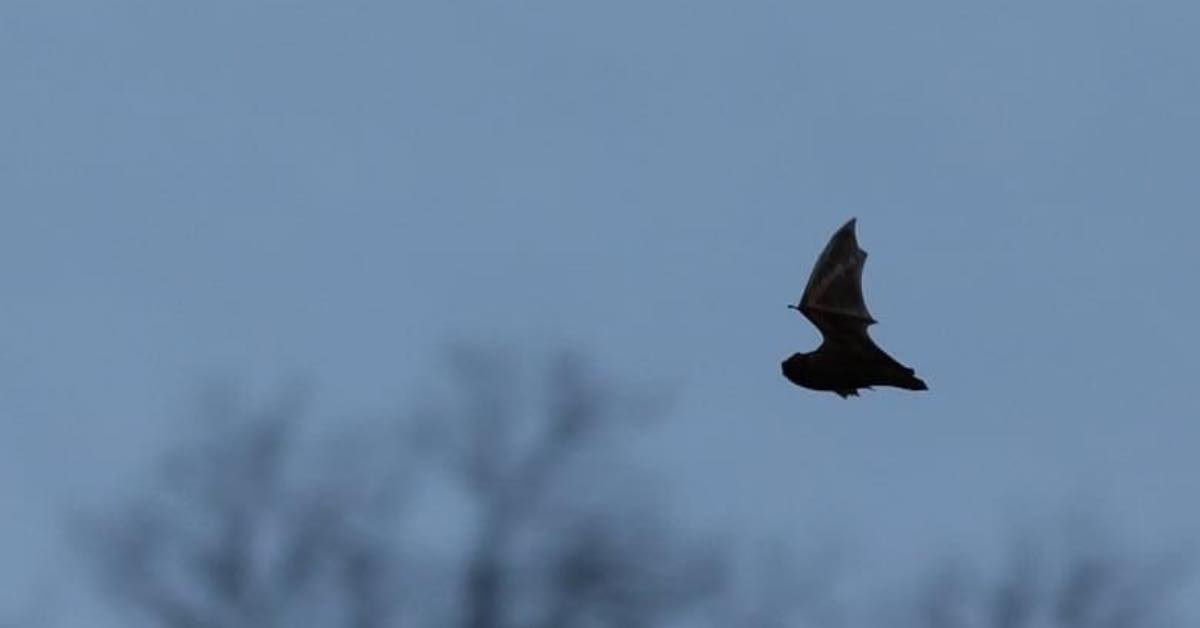 Flying bat in the evening sky
