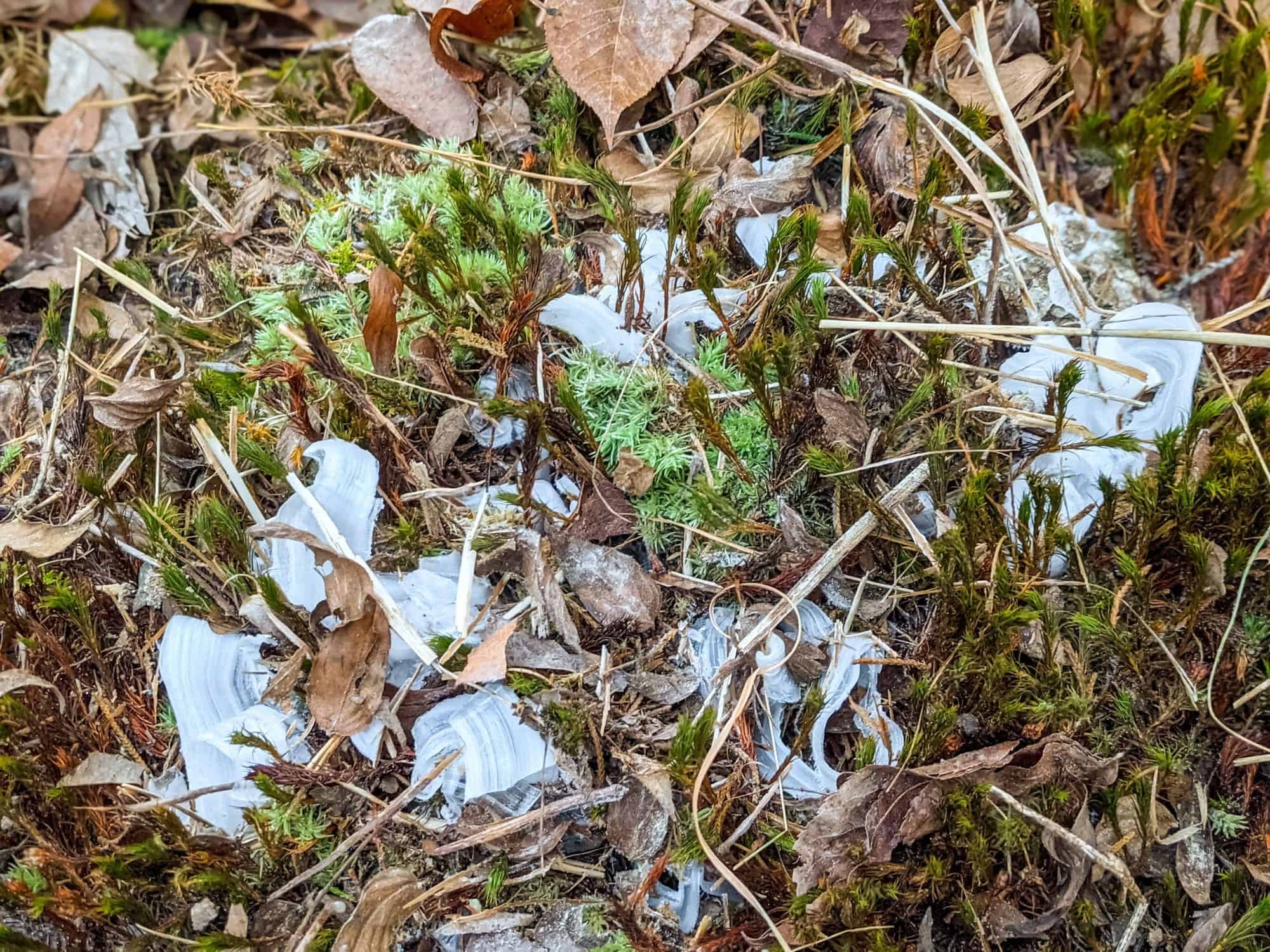 how to find frost flowers - what are frost flowers