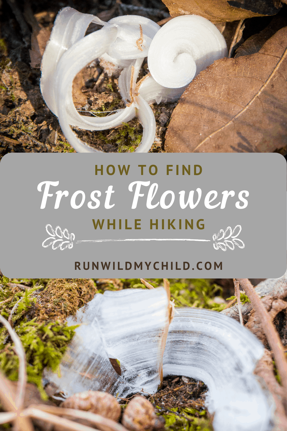 how to find frost flowers while hiking with kids