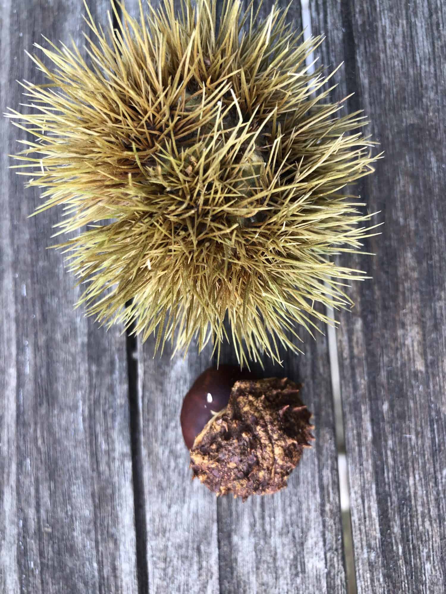 Horse Chestnut and Conker