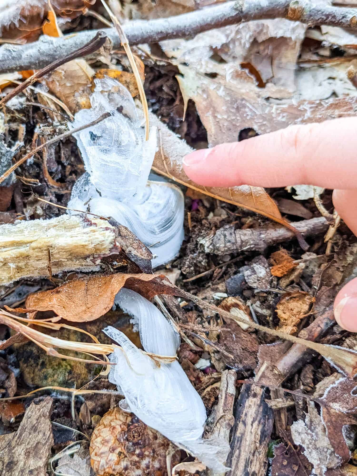 How to find frost flowers when fall hiking hiking with kids