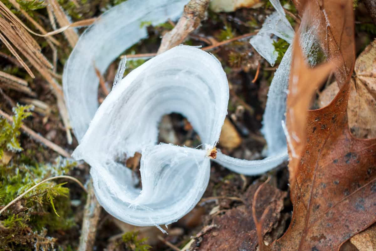 What is a Frost Flower?