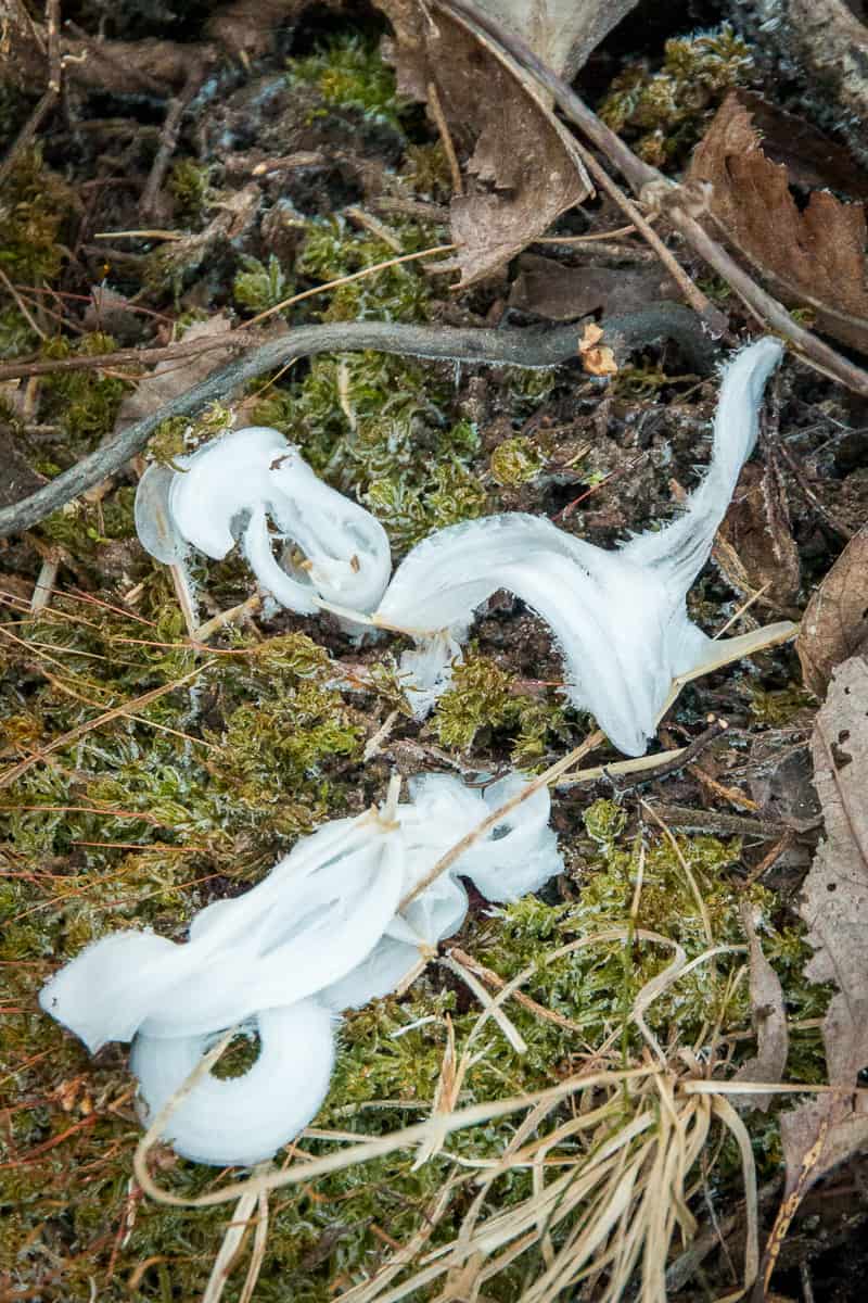 how to find frost flowers