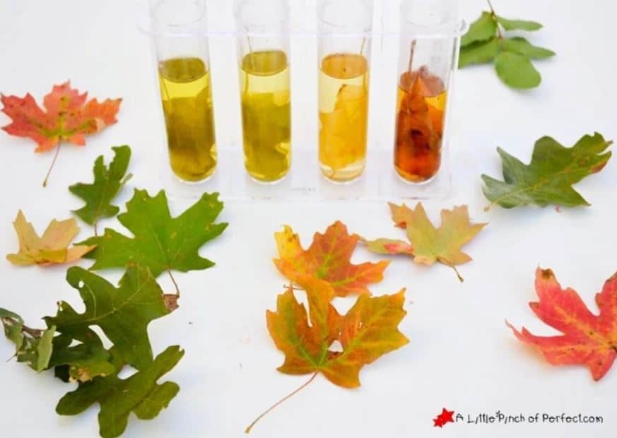 Fall leaf science experiments for kids