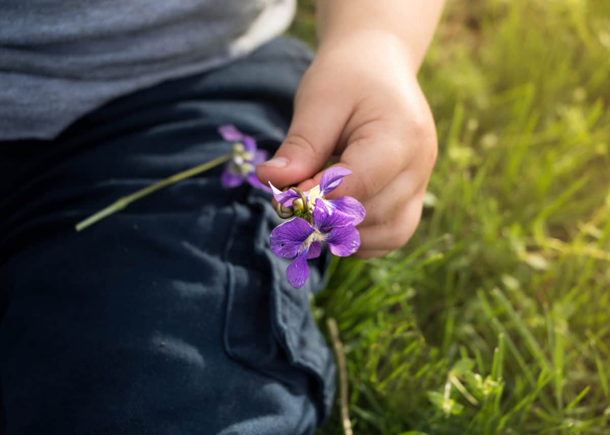 Violet foraging with kids - Little fingers holding violets 