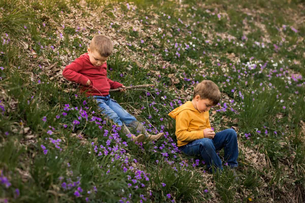 How to forage for wild violets with kids 