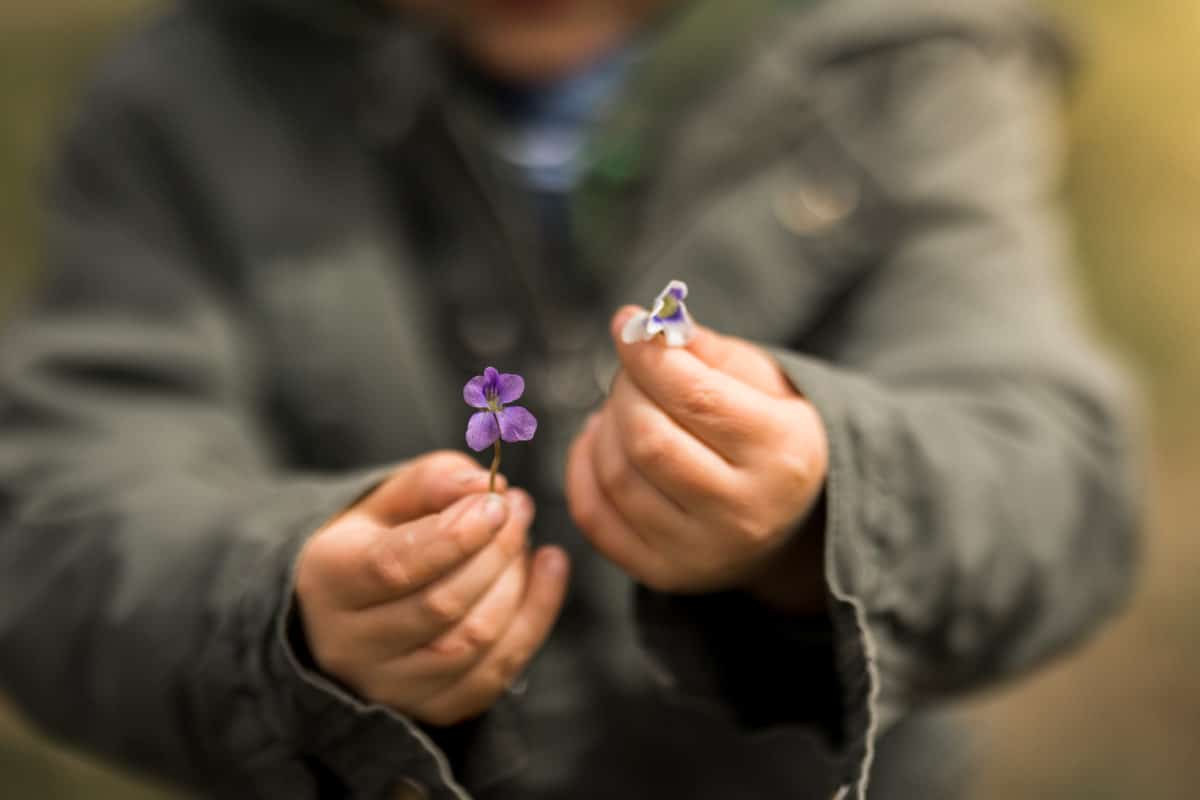 Child holding a white violet and a purple violet - violet foraging with kids