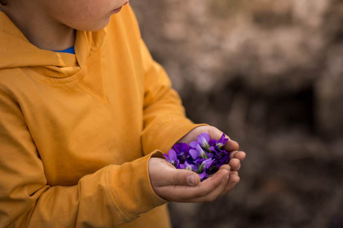 Spring outdoor activities for kid - Violet foraging with kids 