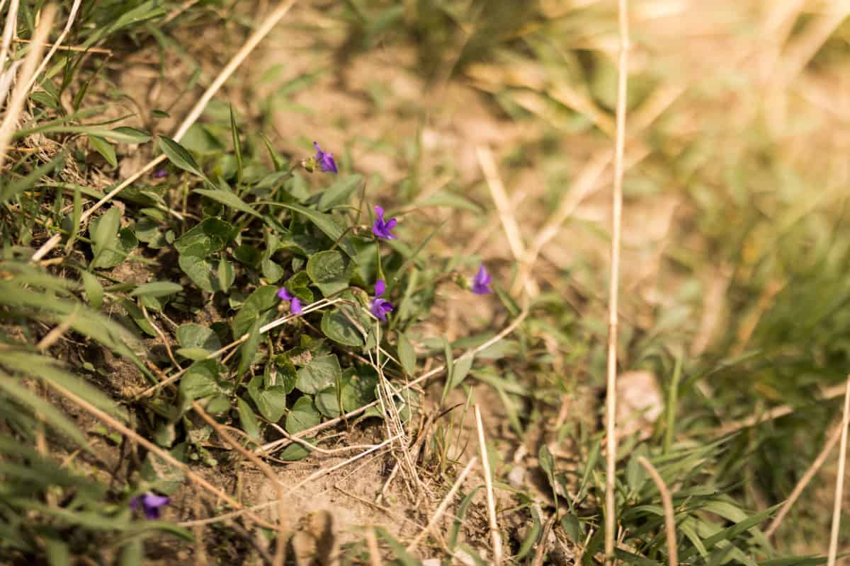 Patch of violets 