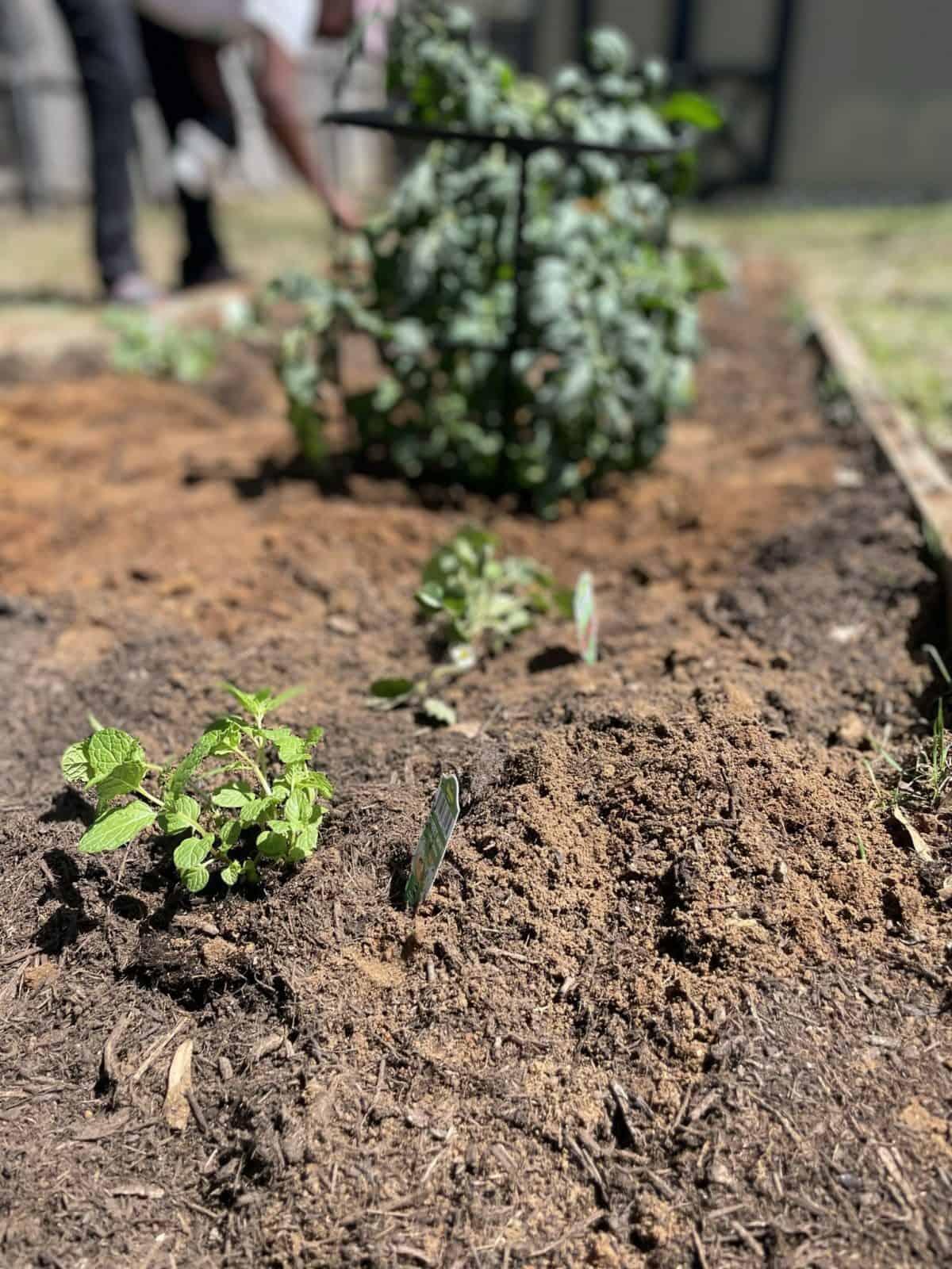 Transplants in the Ground