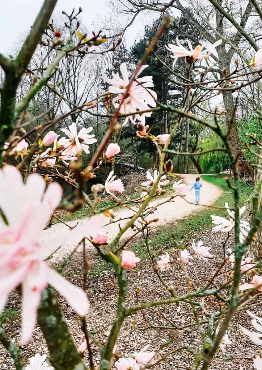 Blossom in Rivierenhof, Antwerp