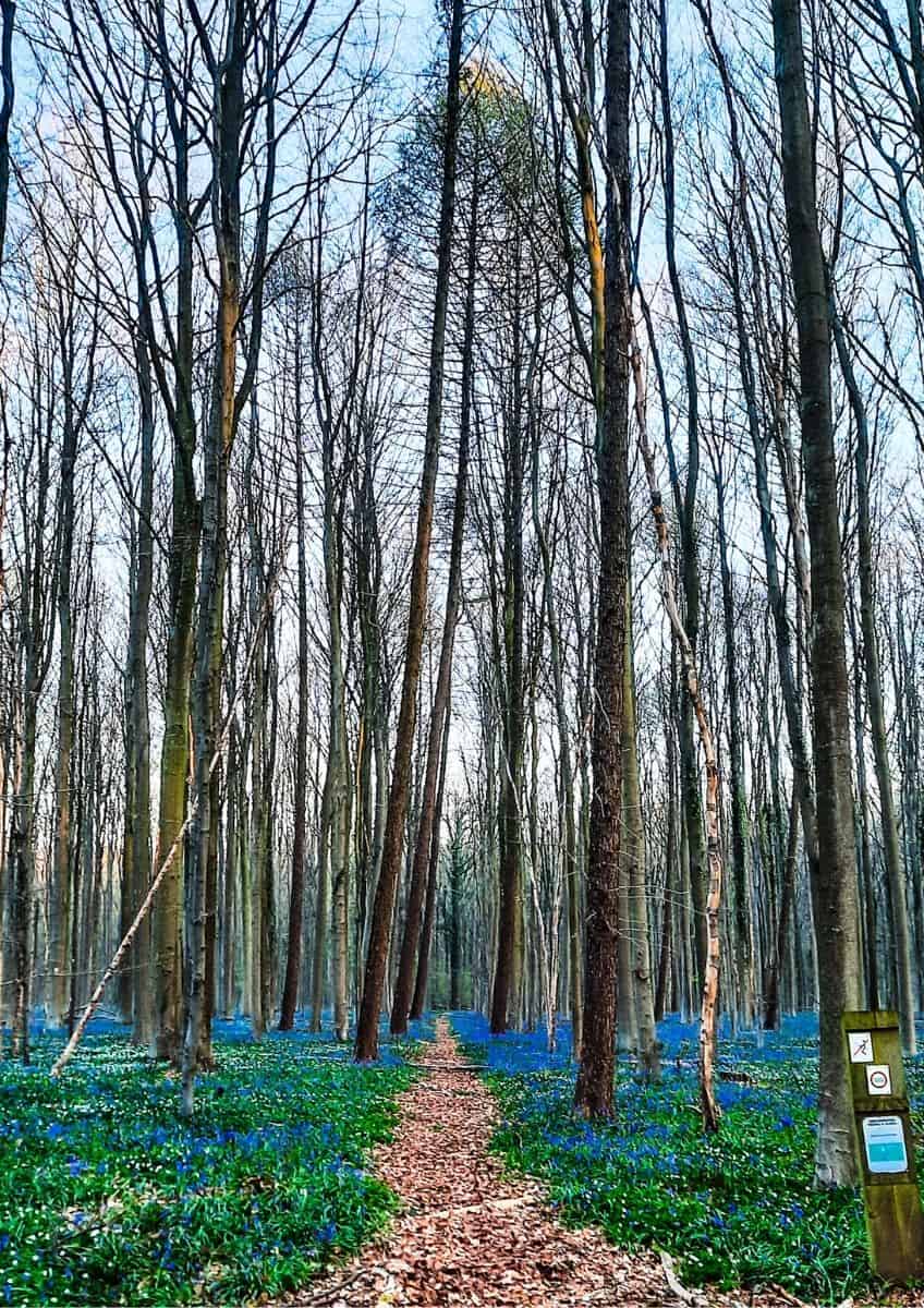 Hallerbos Belgium - best places in Belgium to find spring blossoms
