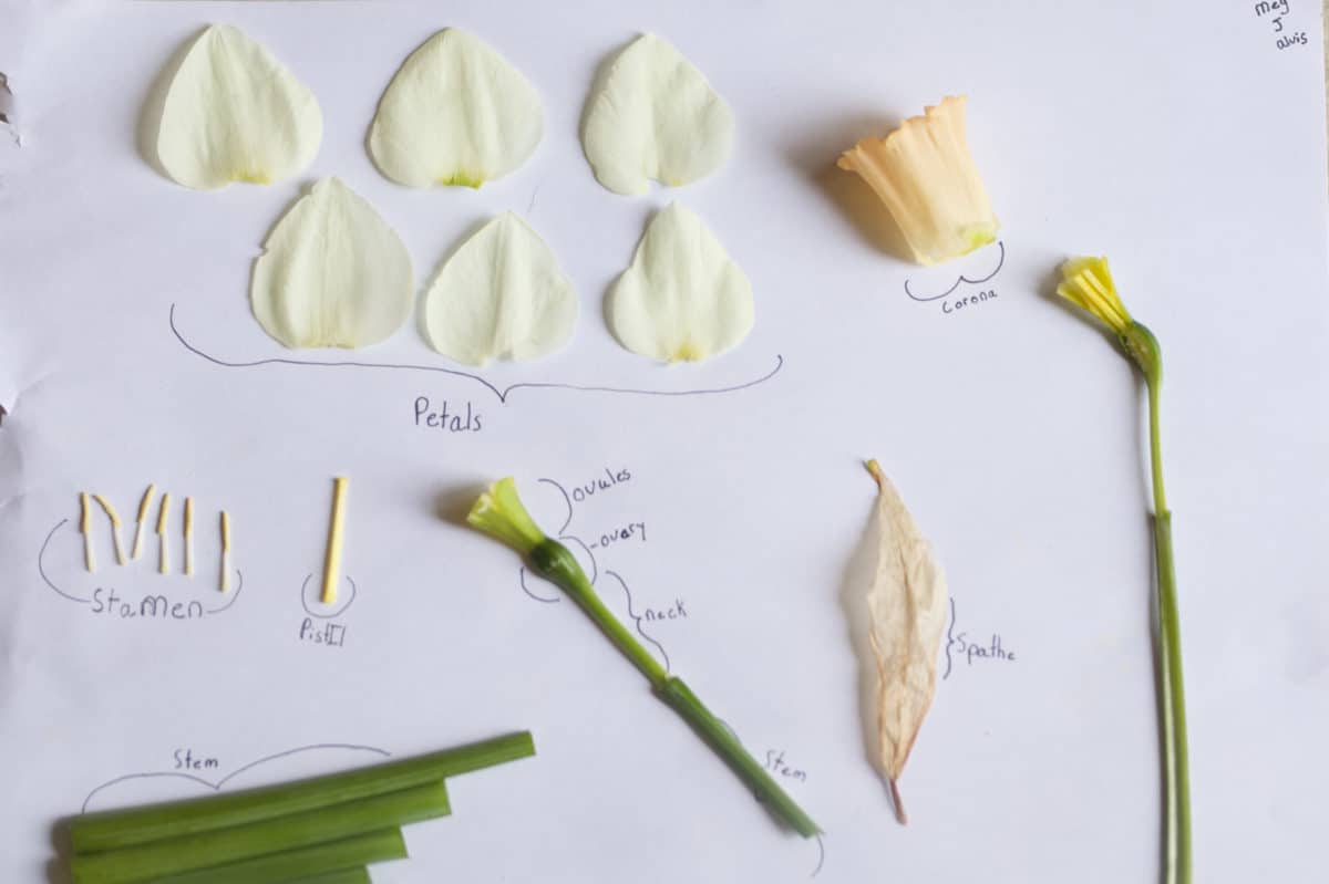 daffodil dissection chart