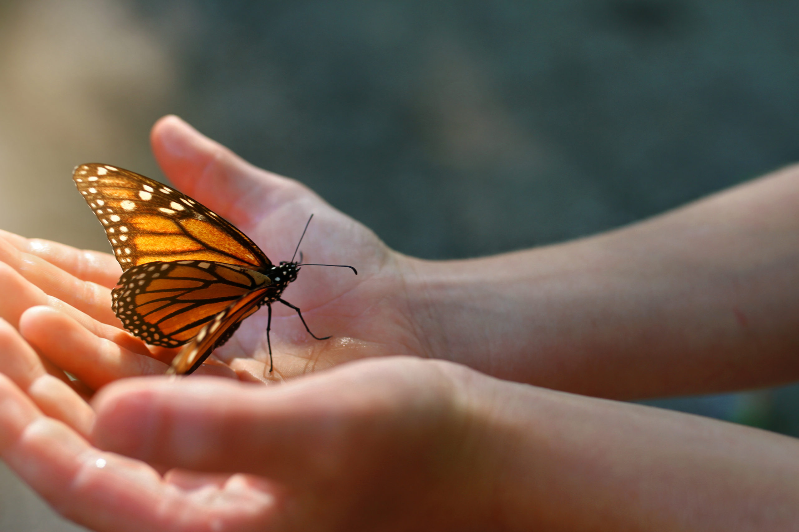 Releasing My First Monarch Butterfly
