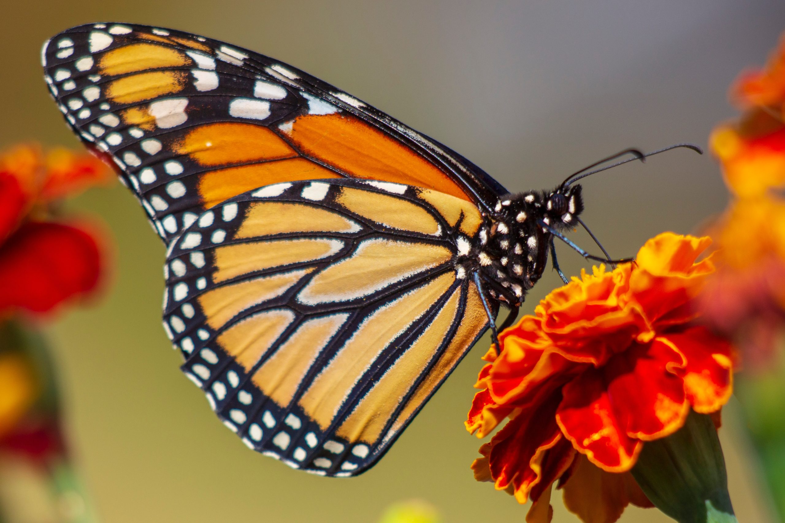 how to raise monarch butterflies with kids