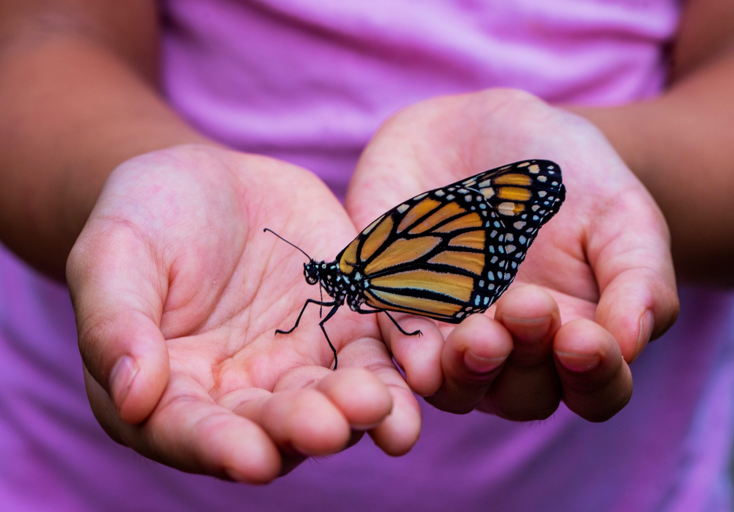 does it help monarch butterflies to raise them in captivity