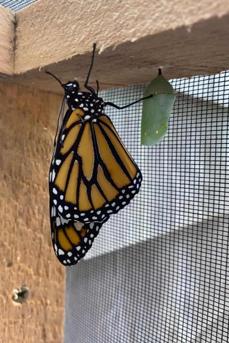 things you can do to help monarch butterflies