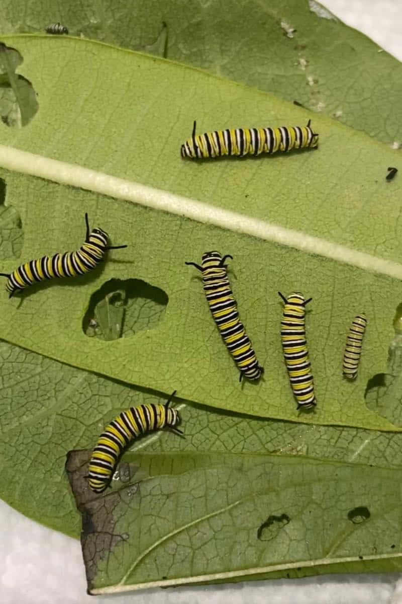 monarchs for kids - Instar stages of your monarch caterpillars
