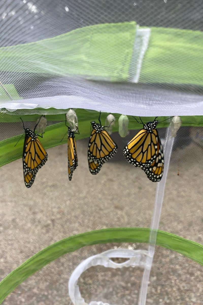 what you need to raise monarch butterflies