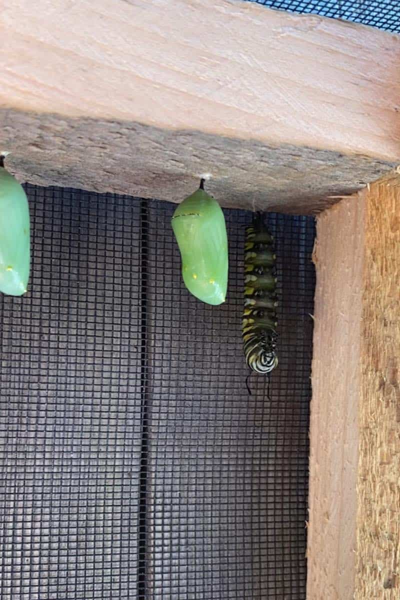 hatching monarch butterflies with kids - depiction of the development of the caterpillar