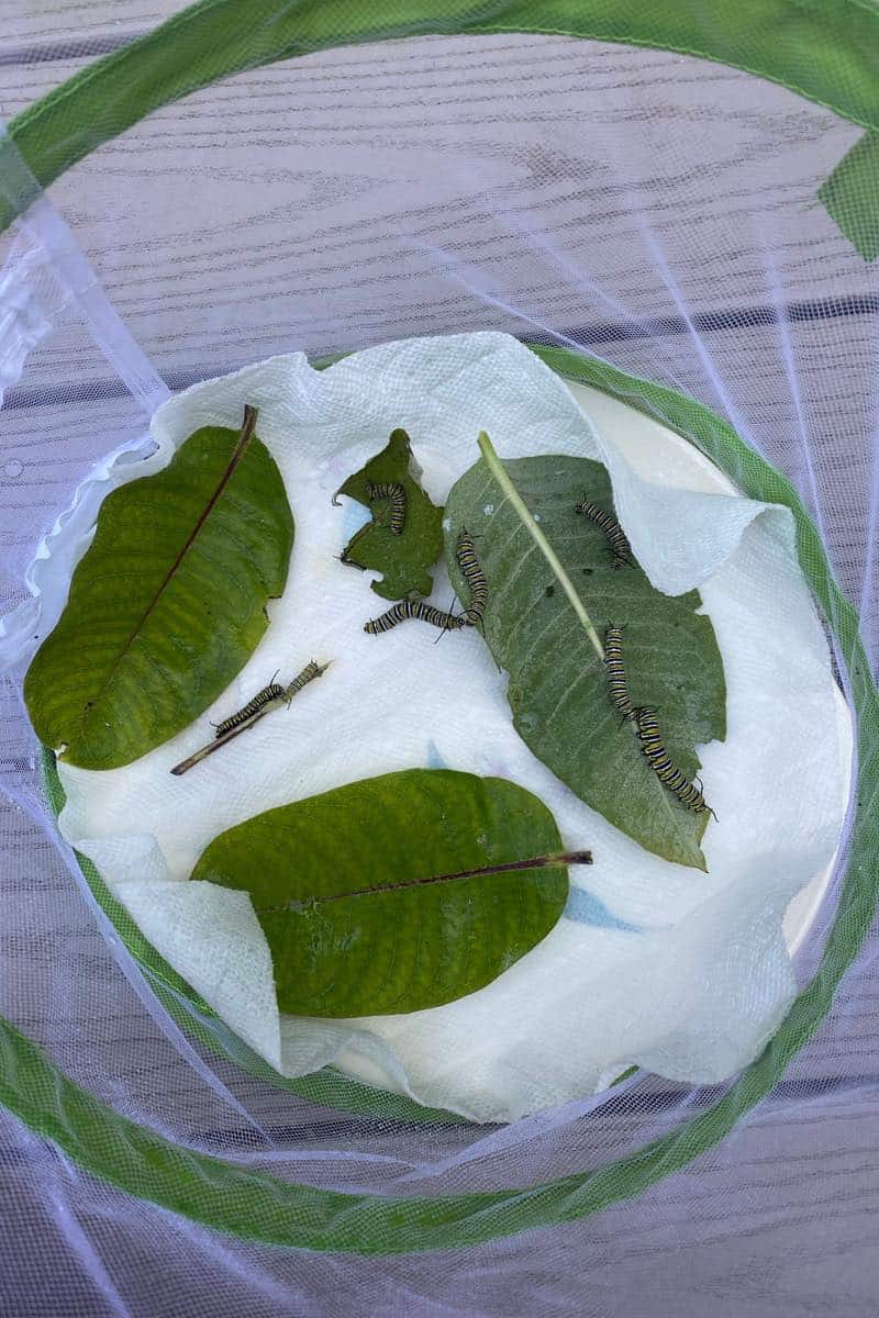 How to clean your monarch caterpillar container