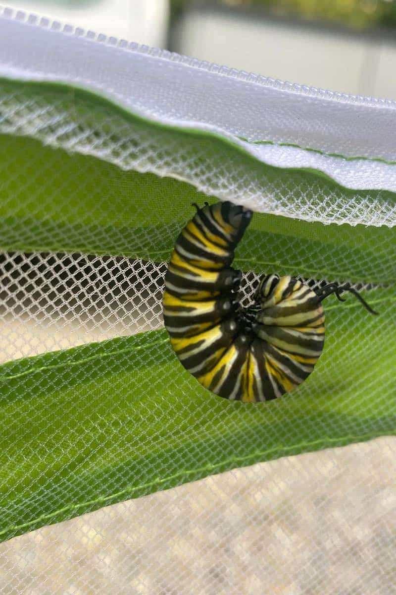 monarch butterfly Larvae to pupa transformation