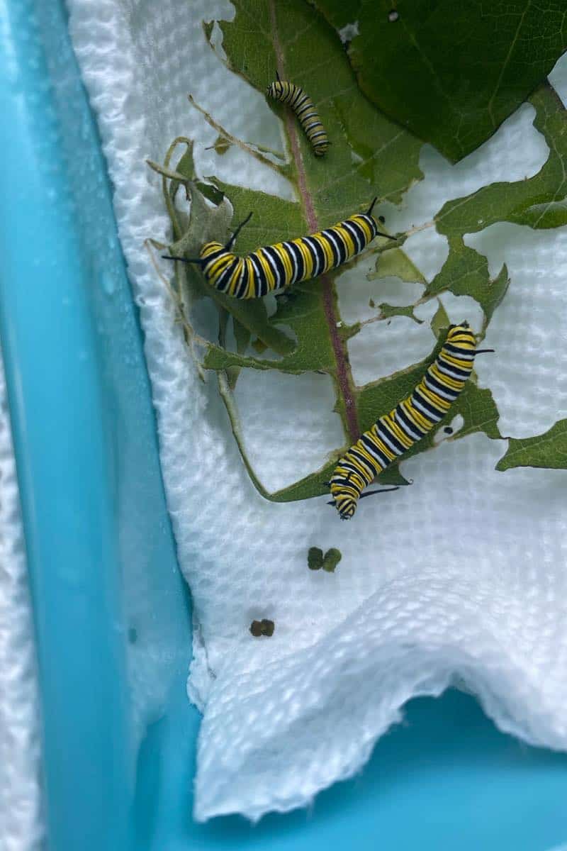 how to take care of monarch caterpillars from eggs