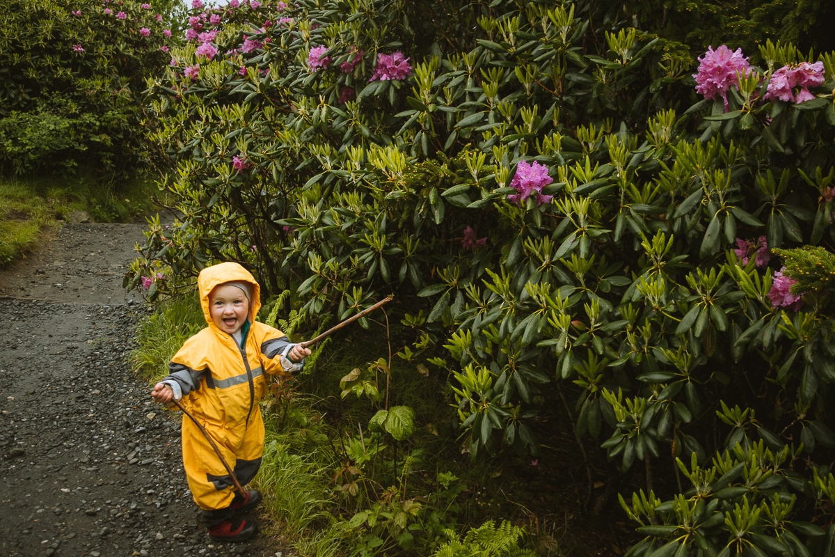 Roan Mountain Rhododendron blooms