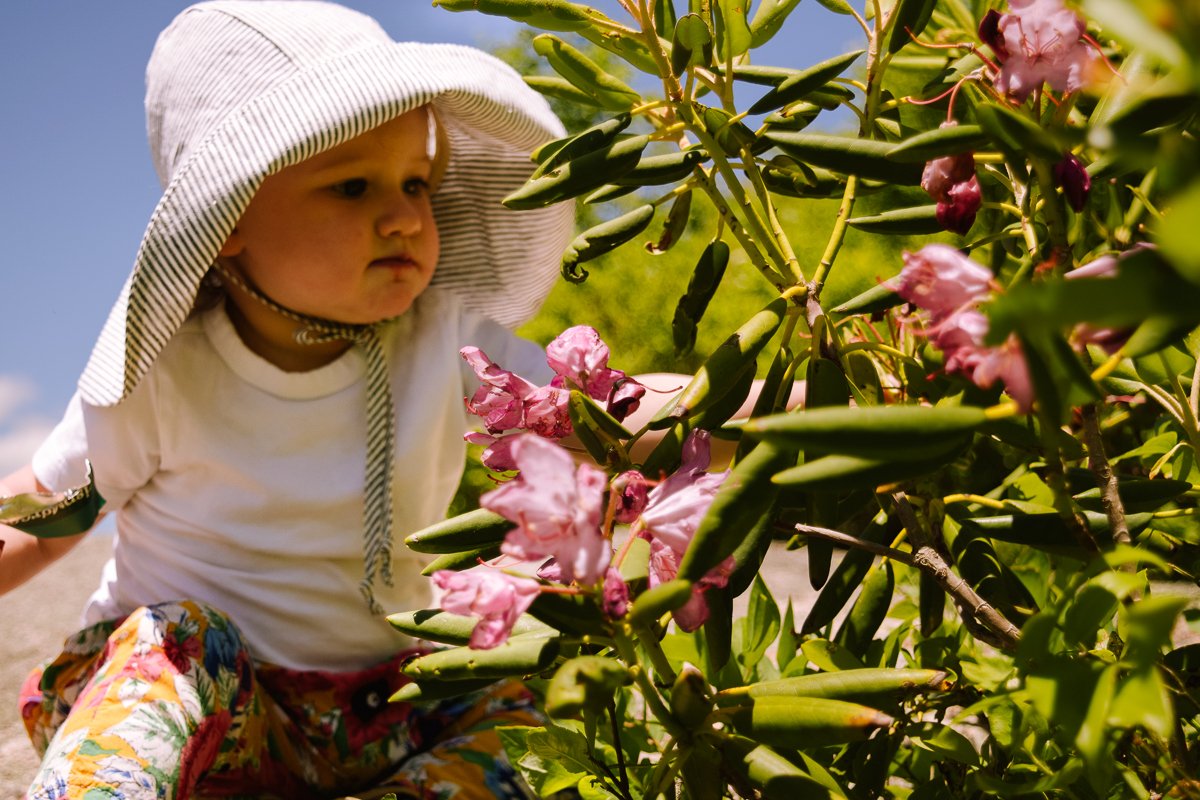 Baby rhododendron roan mountain