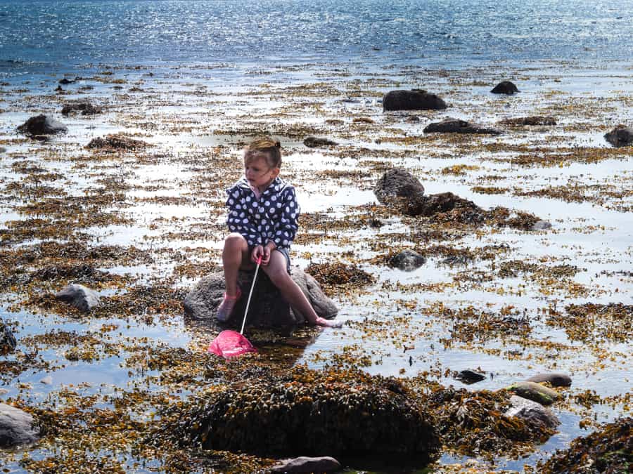 Rockpooling with kids