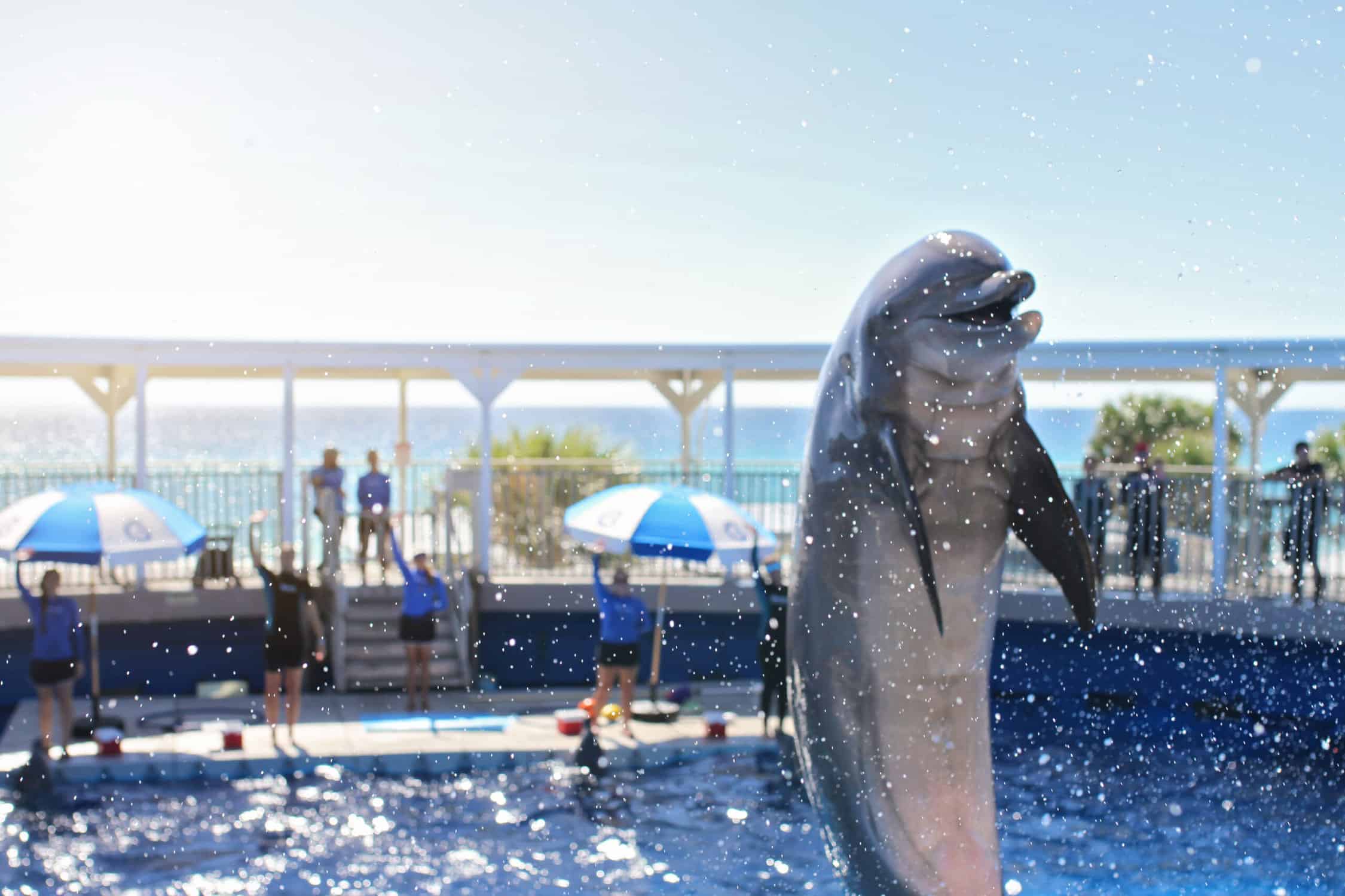 dolphin show at the Gulfarium in Destin - destin with kids