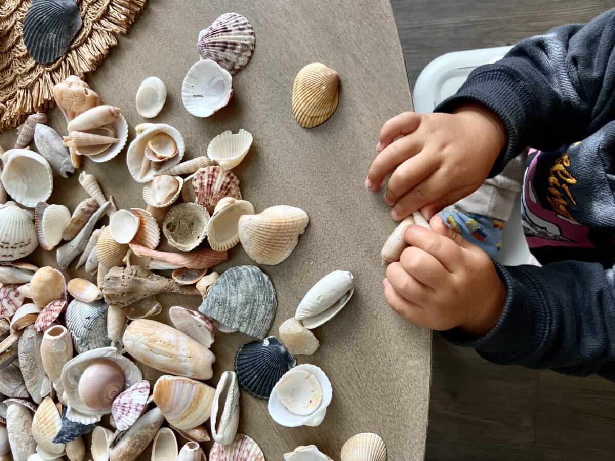 Seashell Crafts for Kids • RUN WILD MY CHILD