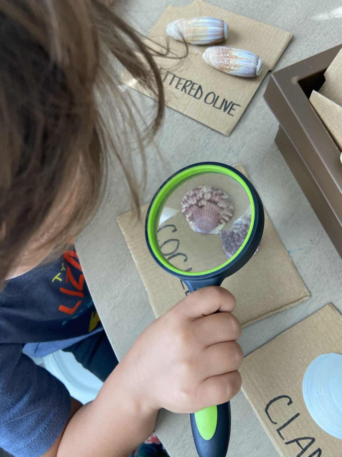 Tips for creating shell identification cards with kids