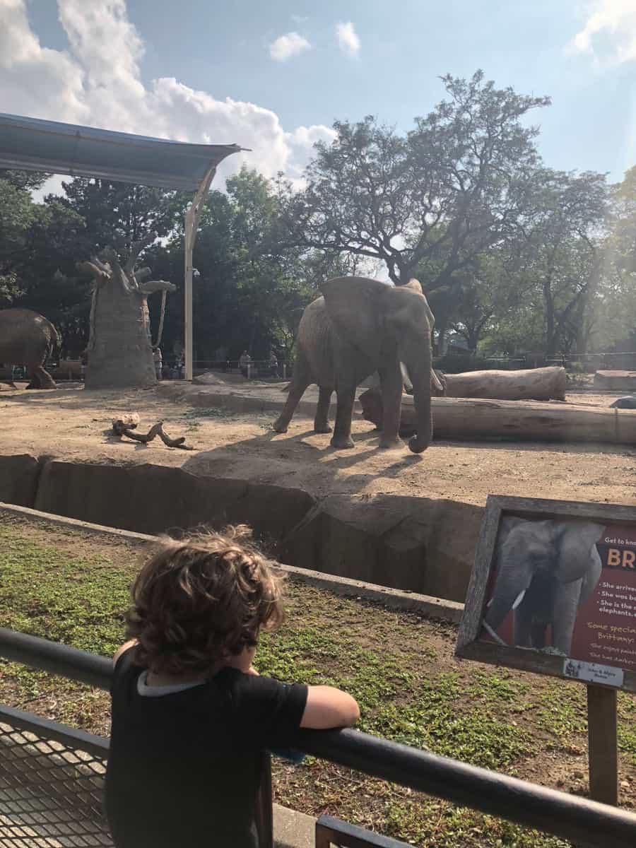 a child looking at an elephant at the zoo