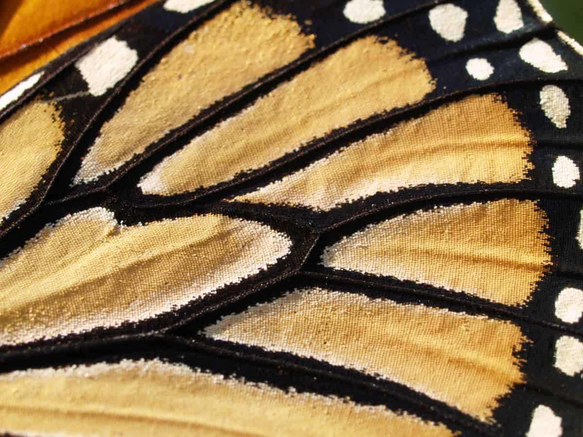 pocket microscope view of a monarch butterfly wing