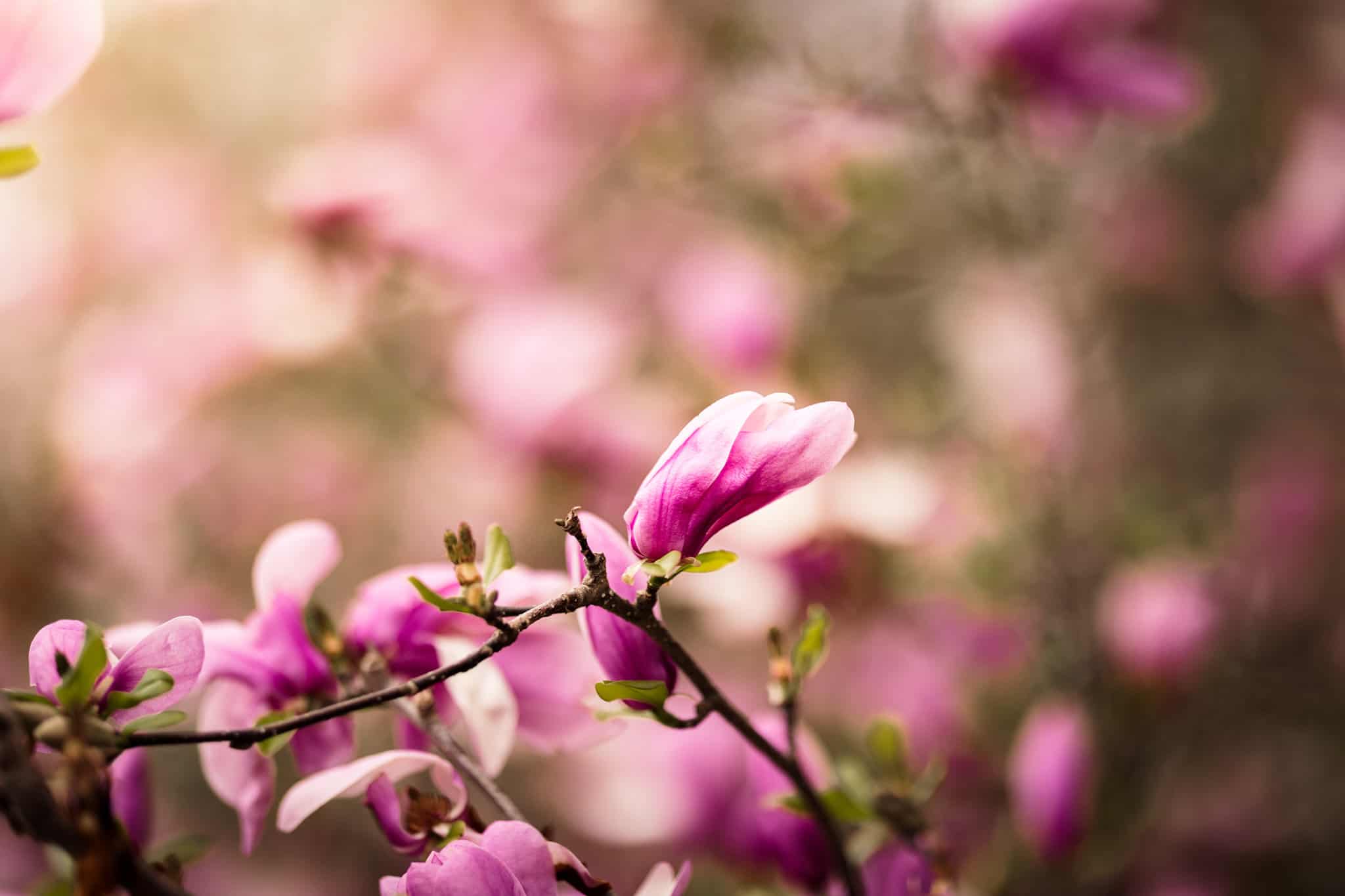 A young magnolia blossom