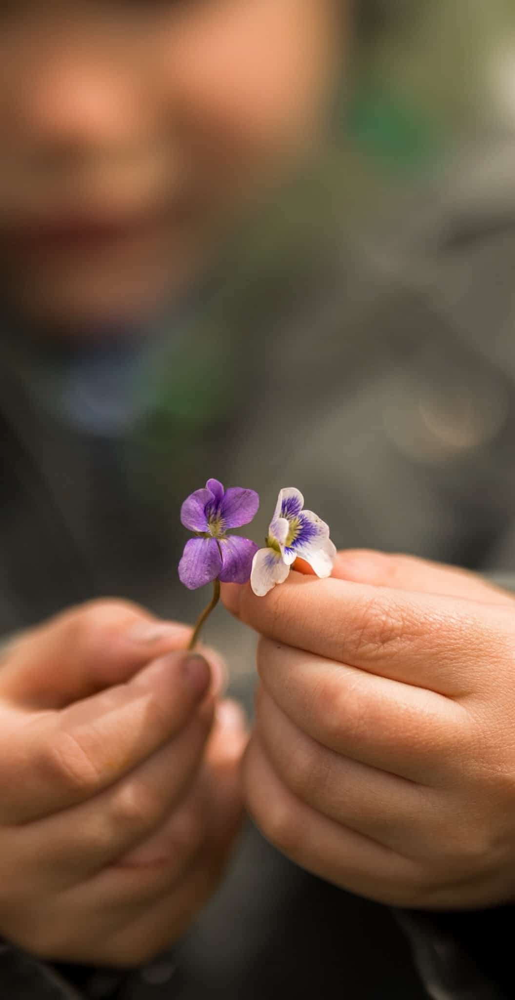 Child holding violets 