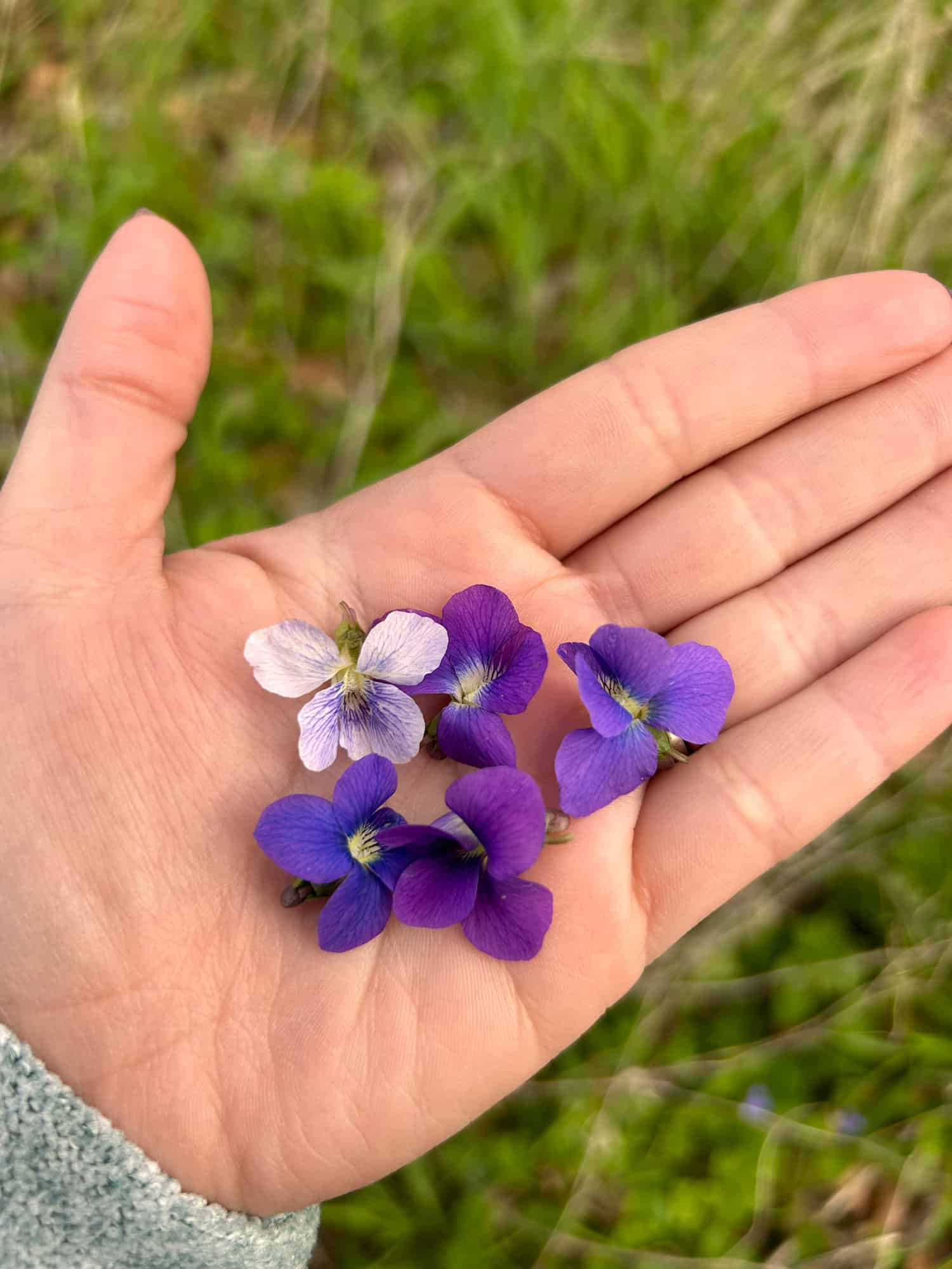 Different colored violet flowers
