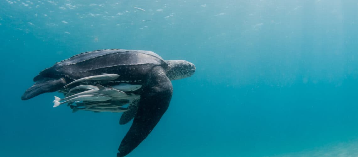 A female leatherback sea turtle swims along the shore in South Florida.