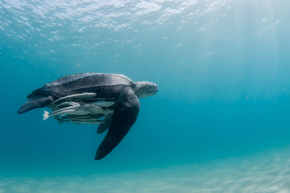 A female leatherback sea turtle swims along the shore in South Florida. 