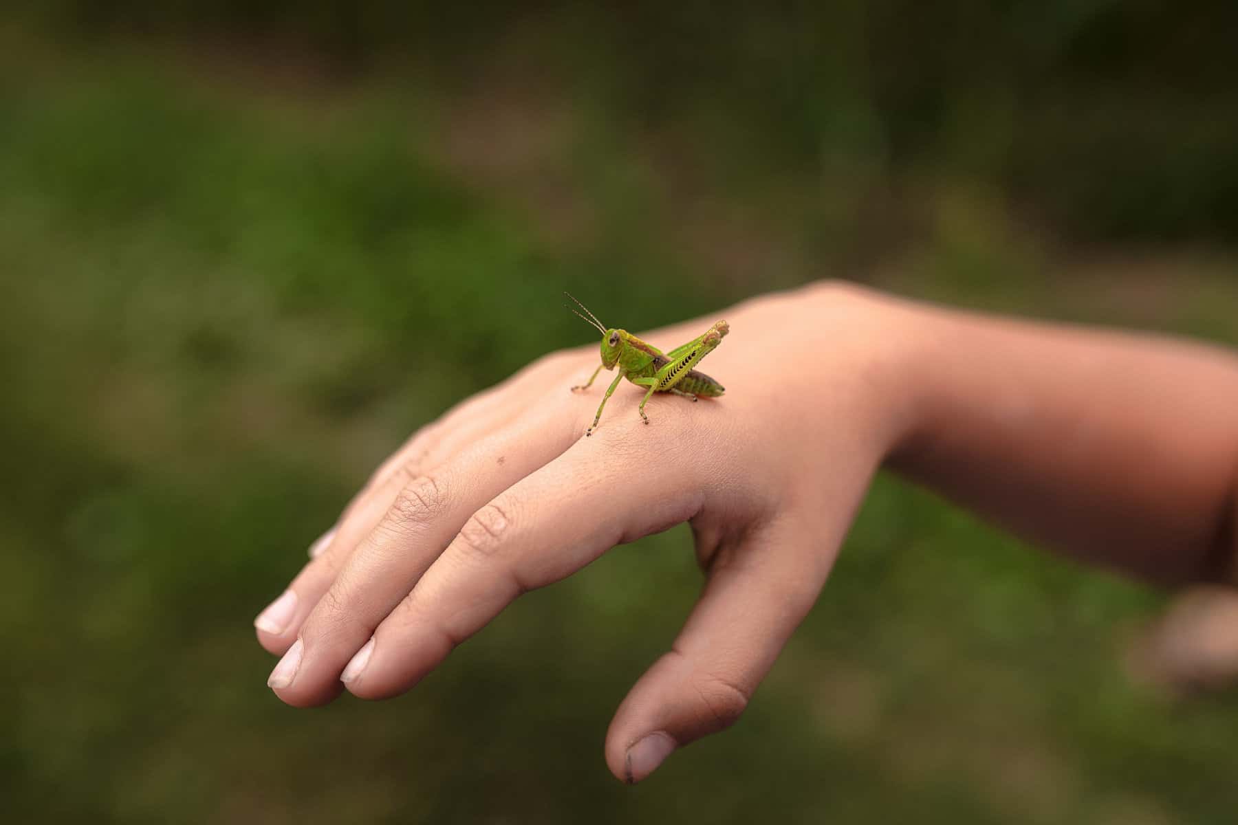 child catching grasshopper